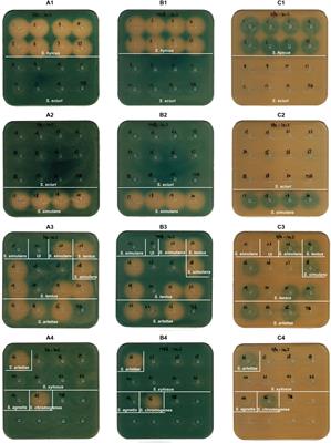 Effect of Co-inhabiting Coagulase Negative Staphylococci on S. aureus agr Quorum Sensing, Host Factor Binding, and Biofilm Formation